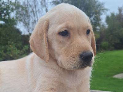 Labrador puppies in Carlow