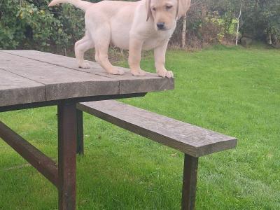 Labrador puppies in Carlow