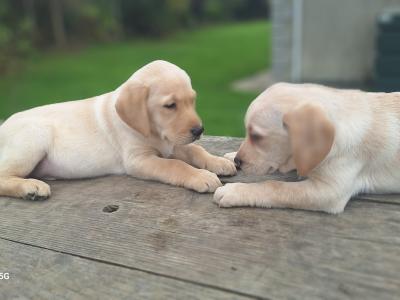 Labrador puppies in Carlow