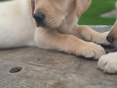 Labrador puppies in Carlow