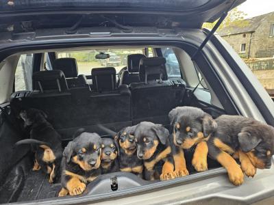 Gorgeous Rottweiler puppies in Wexford