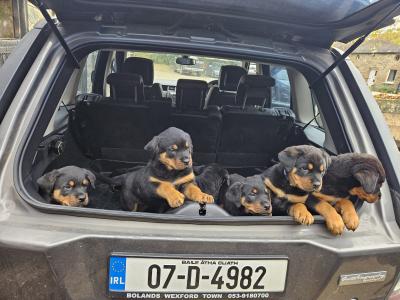 Gorgeous Rottweiler puppies in Wexford