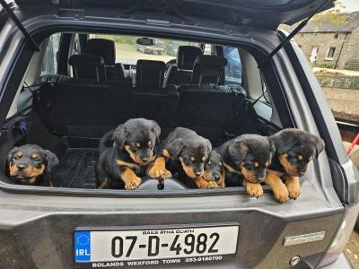 Gorgeous Rottweiler puppies in Wexford