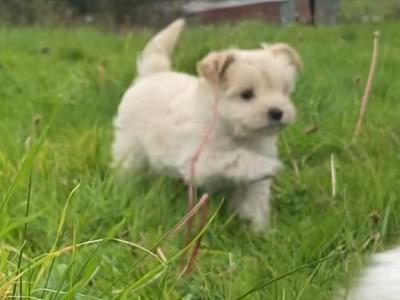 Meet Charlie and Lola, the Morkie puppies in Longford
