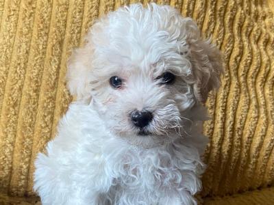 Meet Charlie and Lola, the Morkie puppies in Longford