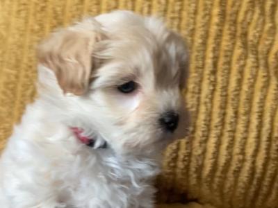 Meet Charlie and Lola, the Morkie puppies in Longford
