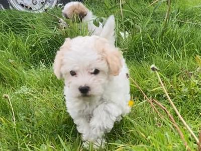 Meet Charlie and Lola, the Morkie puppies in Longford