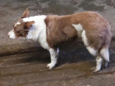 Excellent Border Collie puppies for sale in Kilkenny