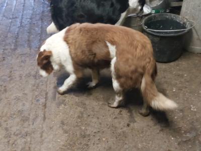 Excellent Border Collie puppies for sale in Kilkenny