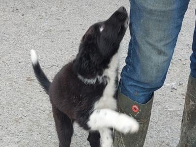 Excellent Border Collie puppies for sale in Kilkenny