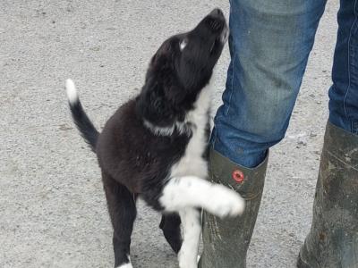 Excellent Border Collie puppies for sale in Kilkenny