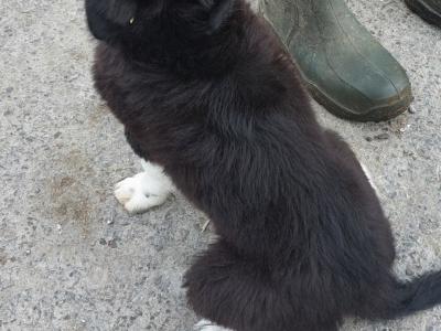 Excellent Border Collie puppies for sale in Kilkenny