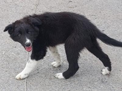 Excellent Border Collie puppies for sale in Kilkenny