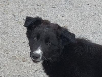 Excellent Border Collie puppies for sale in Kilkenny