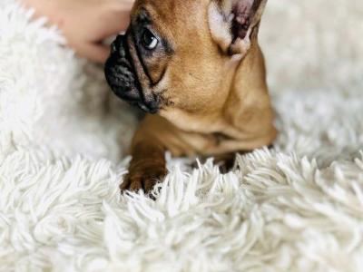 Top Quality IKC Registered French Bulldog puppies in Mayo