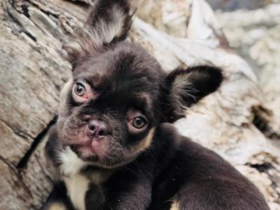 French Bulldog girls in Dublin