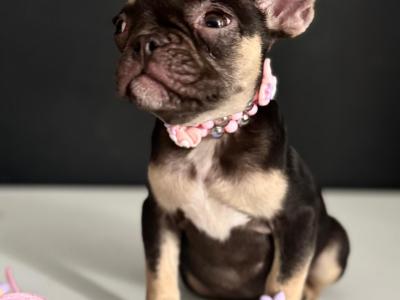 French Bulldog girls in Dublin