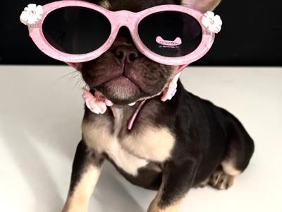 French Bulldog girls in Dublin