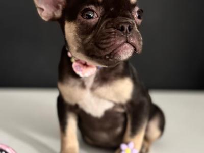 French Bulldog girls in Dublin