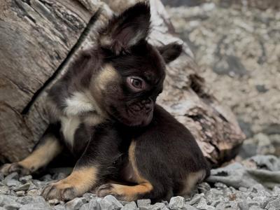 French Bulldog girls in Dublin