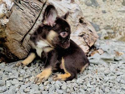 French Bulldog girls in Dublin
