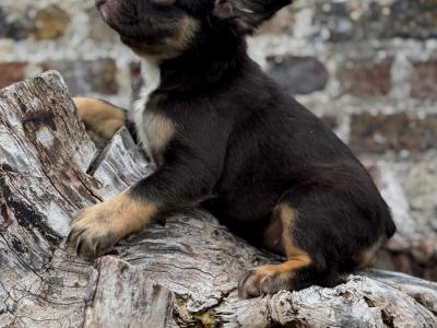 French Bulldog girls in Dublin