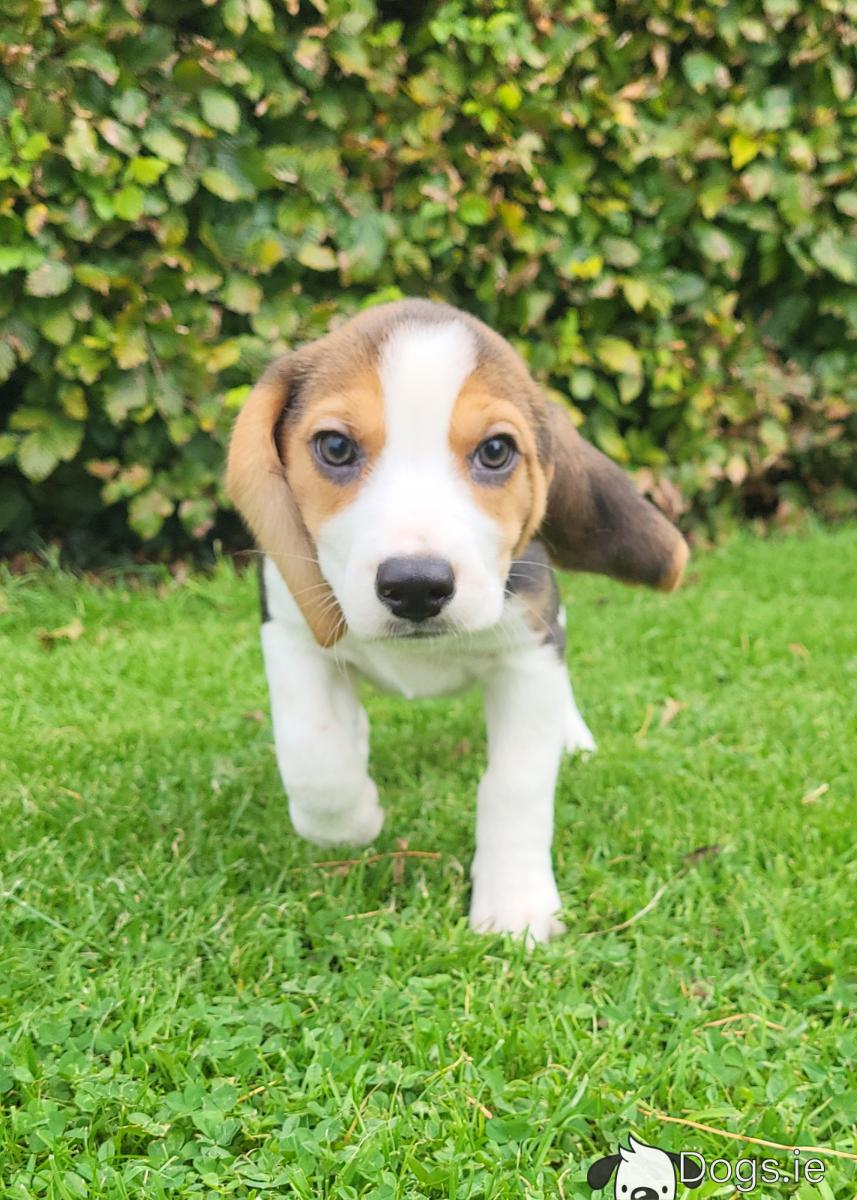 Beagle Rescue Miniature Beagle Puppy For Sale Top Beagles For Adoption Near  Me Top Sale Black, image size:857x1200
