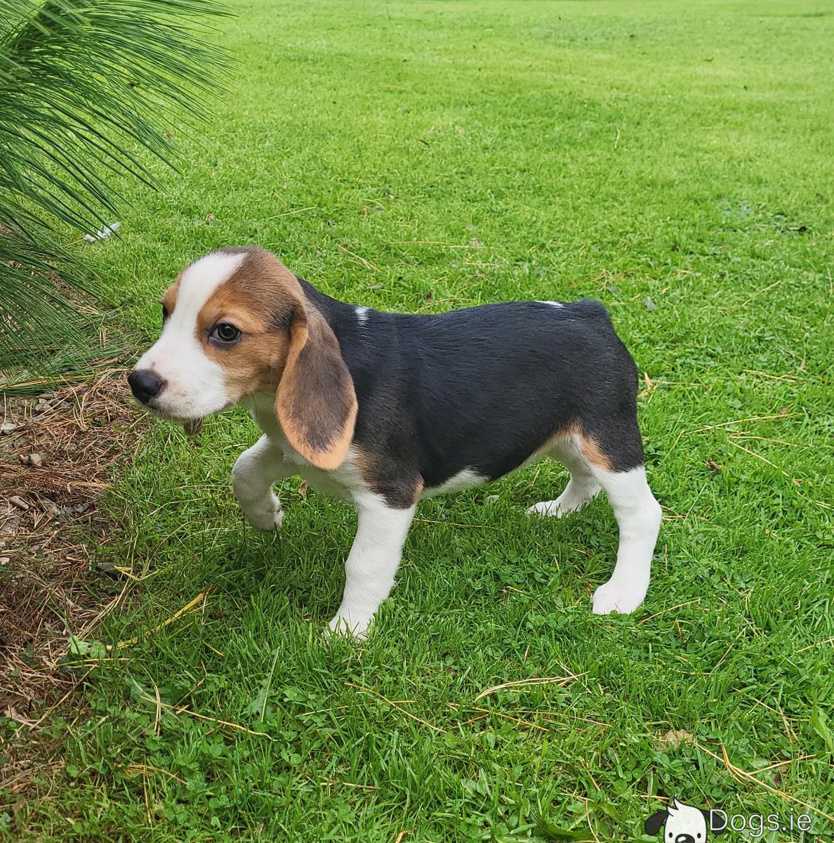 Tri Beagle Dog Information Tri Beagle Puppy Ebros Gift Realistic
