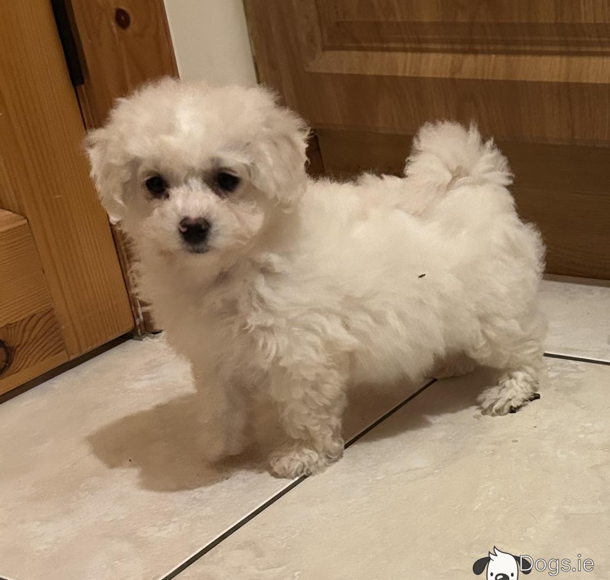 Full Size Bichon Frise Frise Dog Bichon Poo Full Grown Size Full