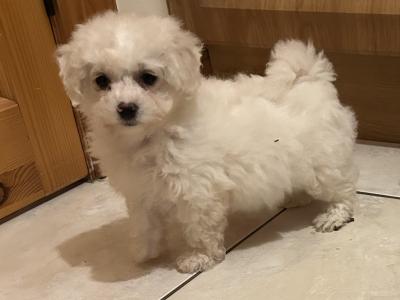 Bichon Frise puppies in Cavan