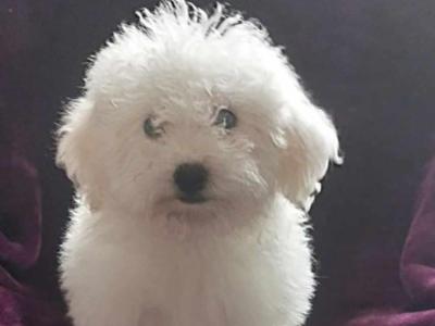 Bichon Frise puppies for sale in Sligo