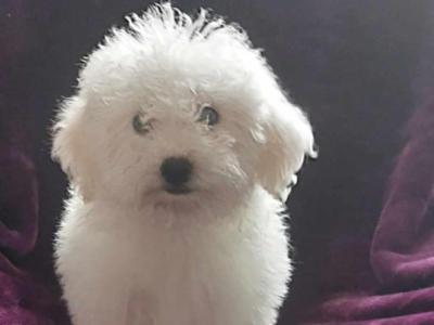 Bichon Frise puppies for sale in Sligo