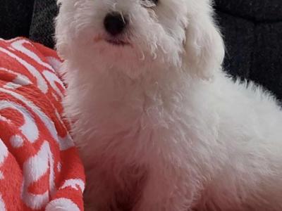 Bichon Frise puppies for sale in Sligo
