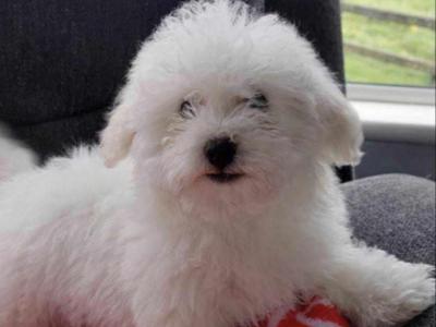 Bichon Frise puppies for sale in Sligo