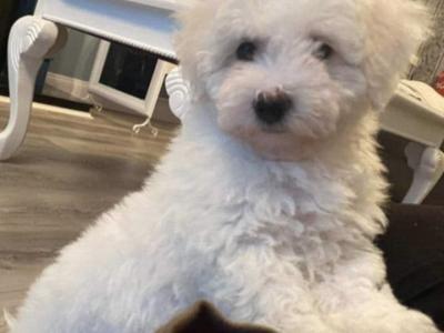 Bichon Frise puppies for sale in Sligo