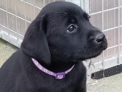 IKC Registered(pending) Labrador puppies for sale in Down