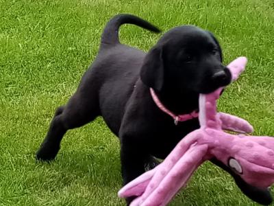 IKC Registered(pending) Labrador puppies for sale in Down