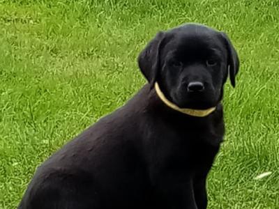IKC Registered(pending) Labrador puppies for sale in Down