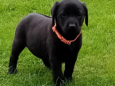 IKC Registered(pending) Labrador puppies for sale in Down