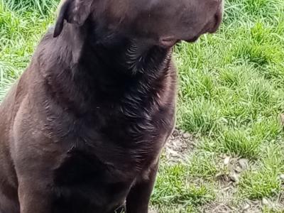 IKC Registered(pending) Labrador puppies for sale in Down