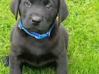 IKC Registered(pending) Labrador puppies for sale in Down