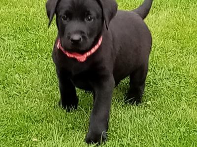 IKC Registered(pending) Labrador puppies for sale in Down