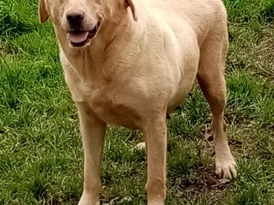 IKC Registered(pending) Labrador puppies for sale in Down