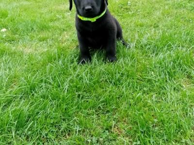 IKC Registered(pending) Labrador puppies for sale in Down