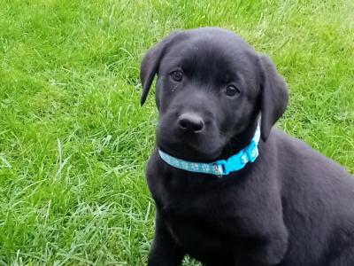 IKC Registered(pending) Labrador puppies for sale in Down