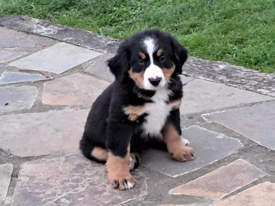 IKC Registered Bernese Mountain Dog puppies in Kilkenny