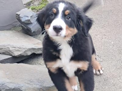 IKC Registered Bernese Mountain Dog puppies in Kilkenny