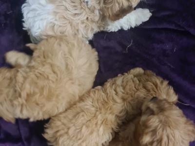 4 gorgeous Cavachons puppies in Wexford
