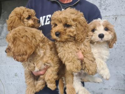 4 gorgeous Cavachons puppies in Wexford