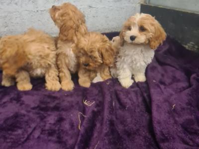 4 gorgeous Cavachons puppies in Wexford